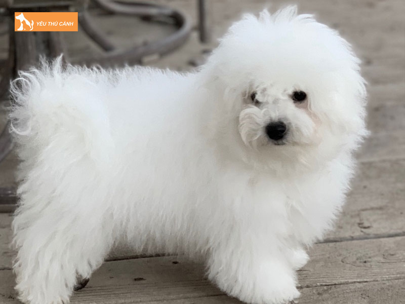 Nen-nuoi-duong-cho-bologna-nhu-the-nao-dung-cach-thucanh