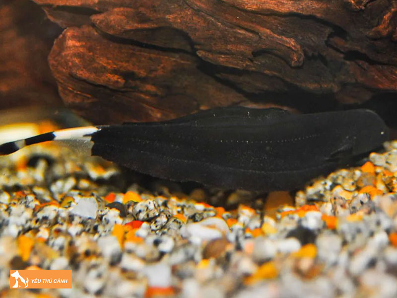 Nguon-goc-cua-ca-long-ga-thucanh