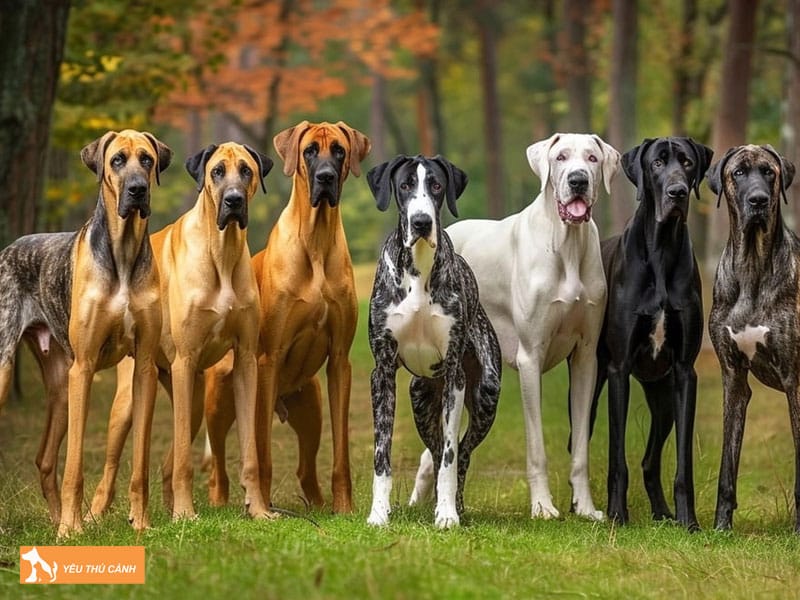 Nguon-goc-cua-cho-great-dane-cao-nhat-the-gioi-1-thucanh