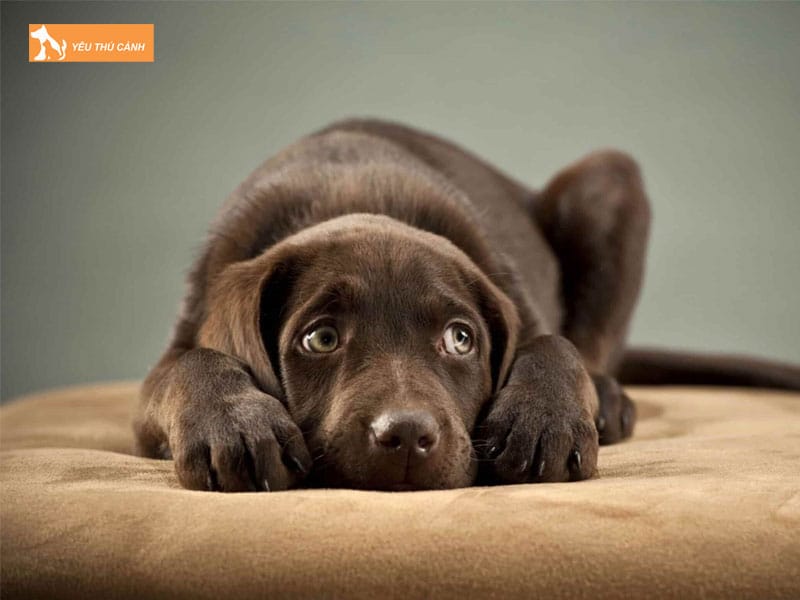 Nhung-nguyen-nhan-cho-benh-bo-an-la-gi-1-thucanh