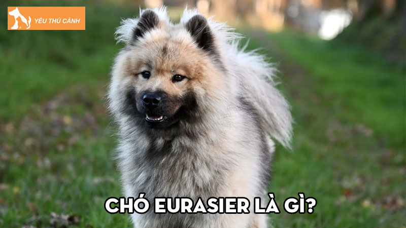 Thông tin về chó Eurasier là gì? Những lưu ý khi chăm sóc