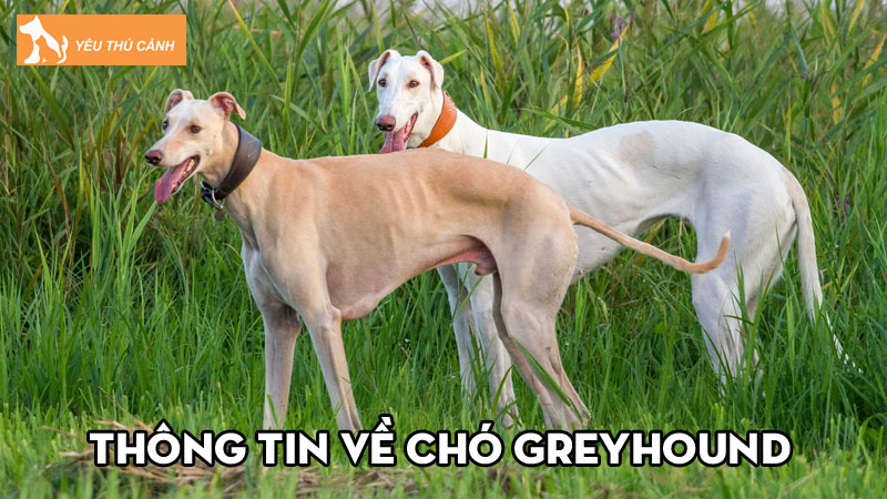 Thông tin về chó Greyhound và những lưu ý khi nuôi là gì?