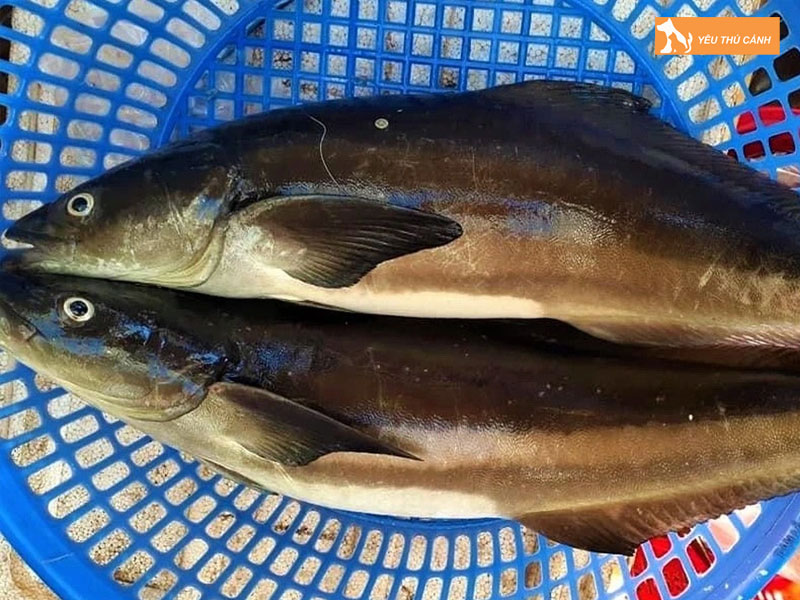 Tim-hieu-ve-ca-bop-thucanh