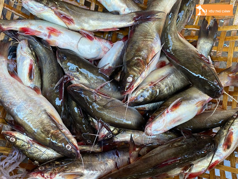 Tim-hieu-ve-ca-chot-thucanh