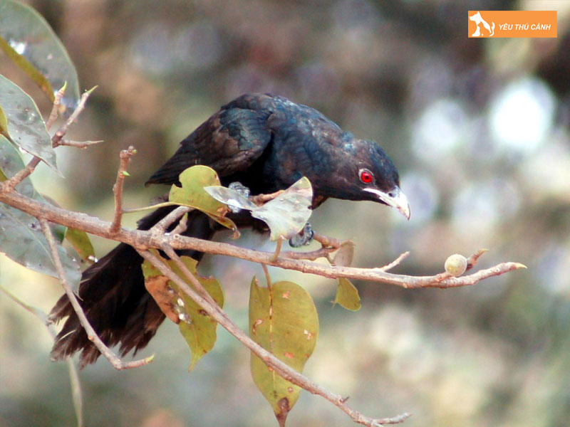 Tim-hieu-ve-chim-do-quyen-thucanh