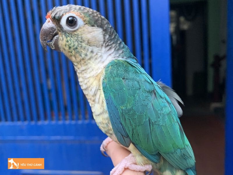 Tong-quan-ve-vet-green-check-thucanh