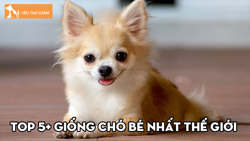 TOP 5+ giống chó bé nhất thế giới xinh xắn ai cũng thích mê TOP 5+ giống chó bé nhất thế giới xinh xắn ai cũng thích mê