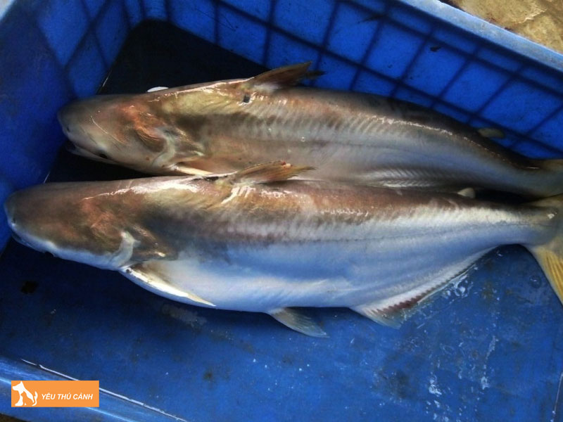 Ca-bong-lau-la-ca-gi-thucanh