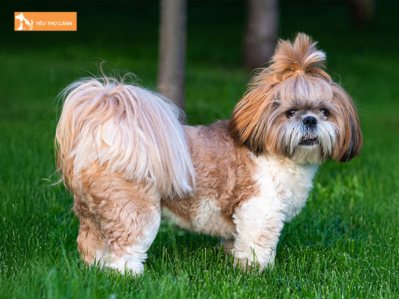 Cach-cham-soc-cho-shih-tzu-1-thucanh