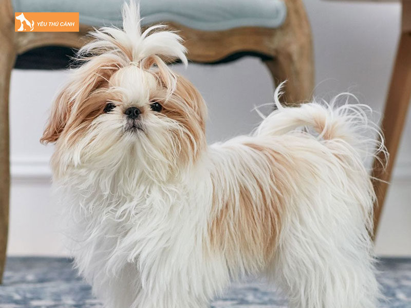 Cach-cham-soc-cho-shih-tzu-2-thucanh