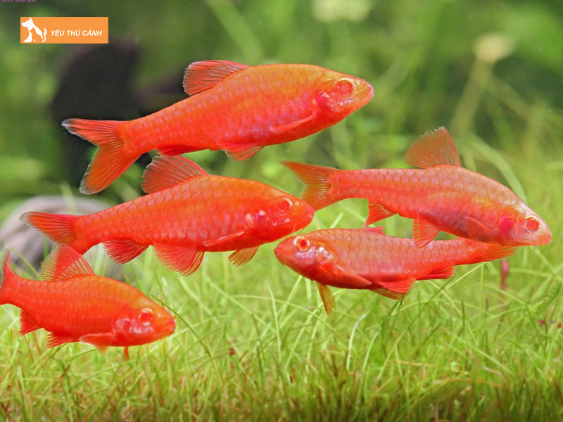 Cach-nuoi-ca-anh-dao-khoe-dep-1-thucanh