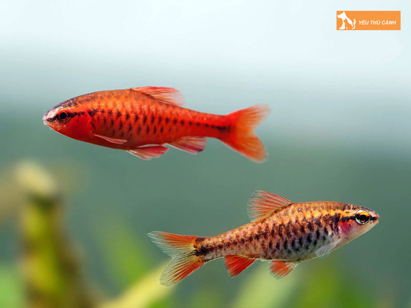 Cach-nuoi-ca-anh-dao-khoe-dep-2-thucanh