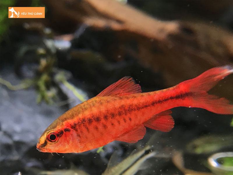 Cach-nuoi-ca-anh-dao-khoe-dep-thucanh