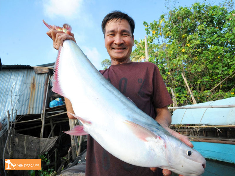 Cach-nuoi-ca-bong-lau-nang-suat-cao-1-thucanh