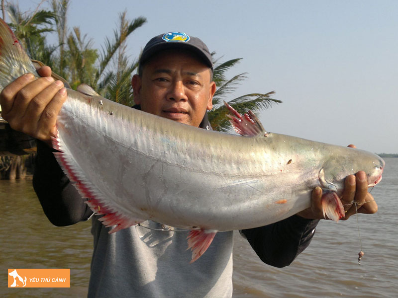 Cach-nuoi-ca-bong-lau-nang-suat-cao-2-thucanh