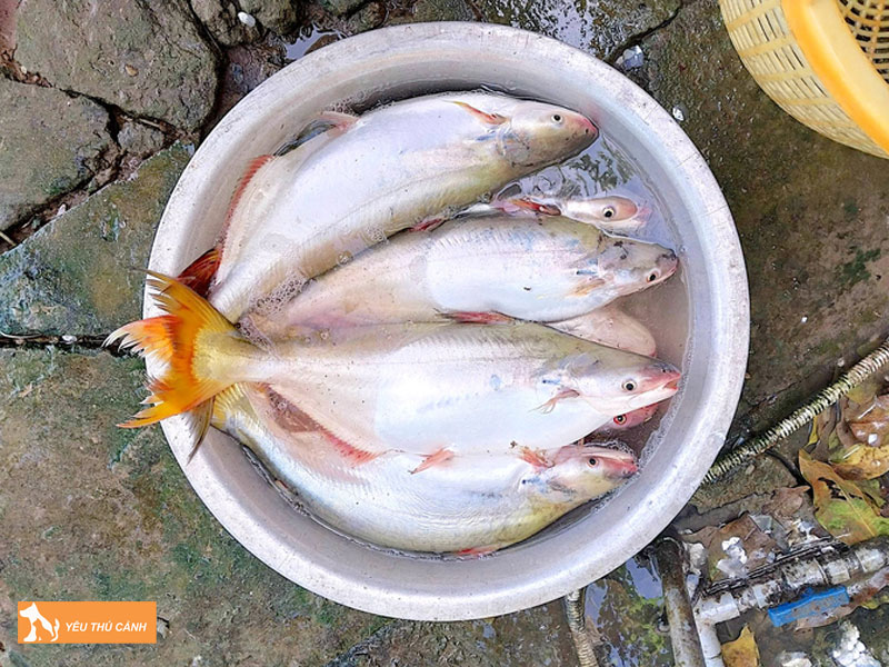 Cach-nuoi-ca-bong-lau-nang-suat-cao-thucanh