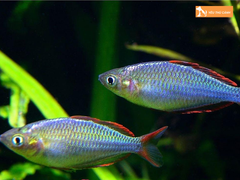 Cach-nuoi-ca-cau-vong-len-mau-dep-2-thucanh