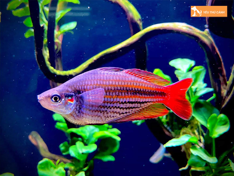 Cach-nuoi-ca-cau-vong-len-mau-dep-thucanh