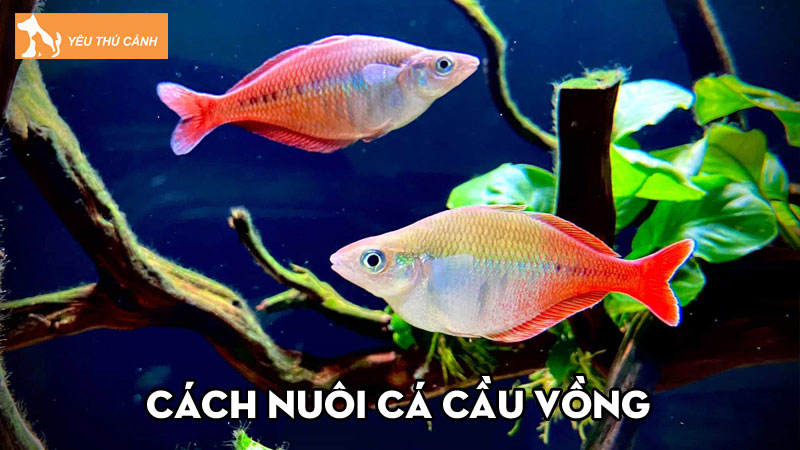 Cách nuôi cá cầu vồng lên màu đẹp vô cùng đơn giản