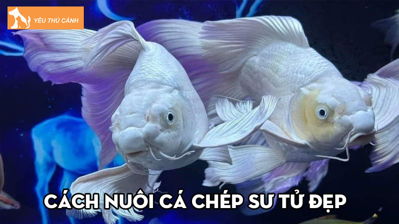 Cách nuôi cá chép sư tử đẹp, độc lạ chi tiết từ A-Z