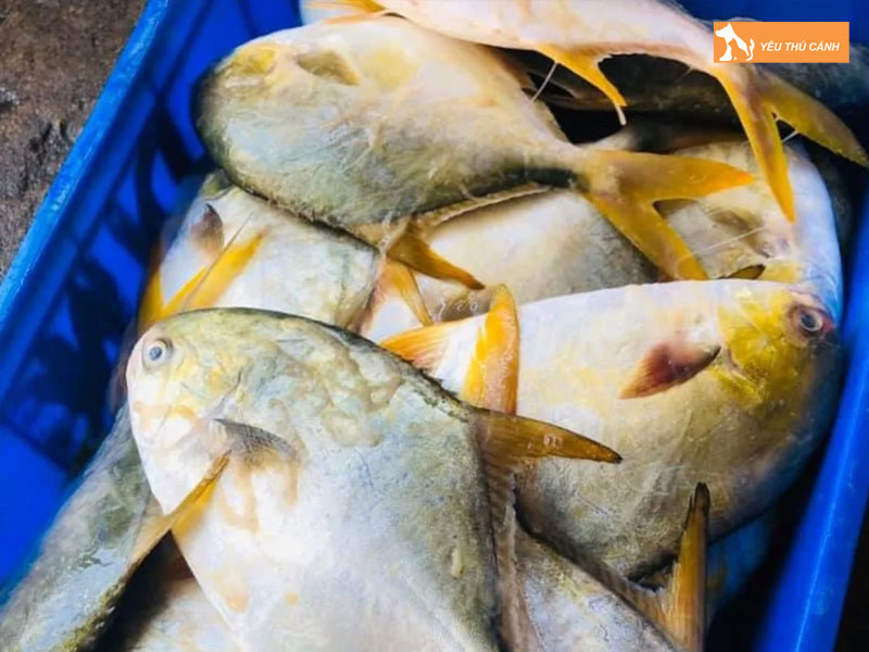 Cach-nuoi-ca-chim-trang-nuoc-ngot-hieu-qua-1-thucanh