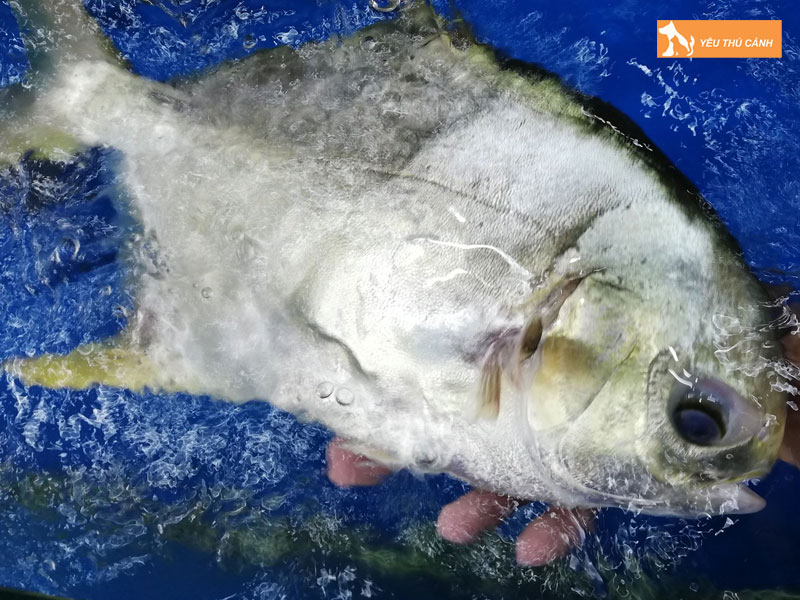 Cach-nuoi-ca-chim-trang-nuoc-ngot-hieu-qua-2-thucanh