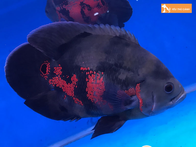 Cach-nuoi-ca-heo-lua-don-gian-1-thucanh