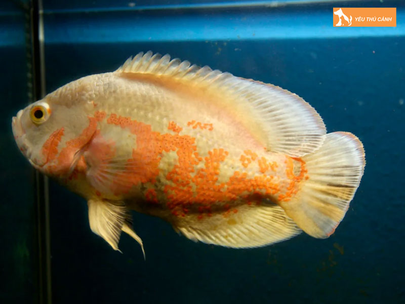 Cach-nuoi-ca-heo-lua-don-gian-thucanh