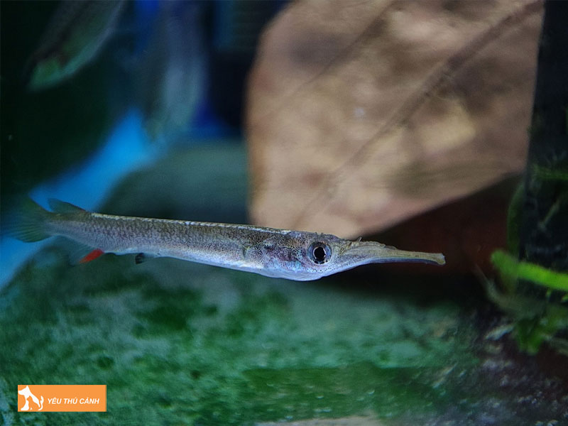 Cach-nuoi-ca-lim-kim-bien-2-thucanh