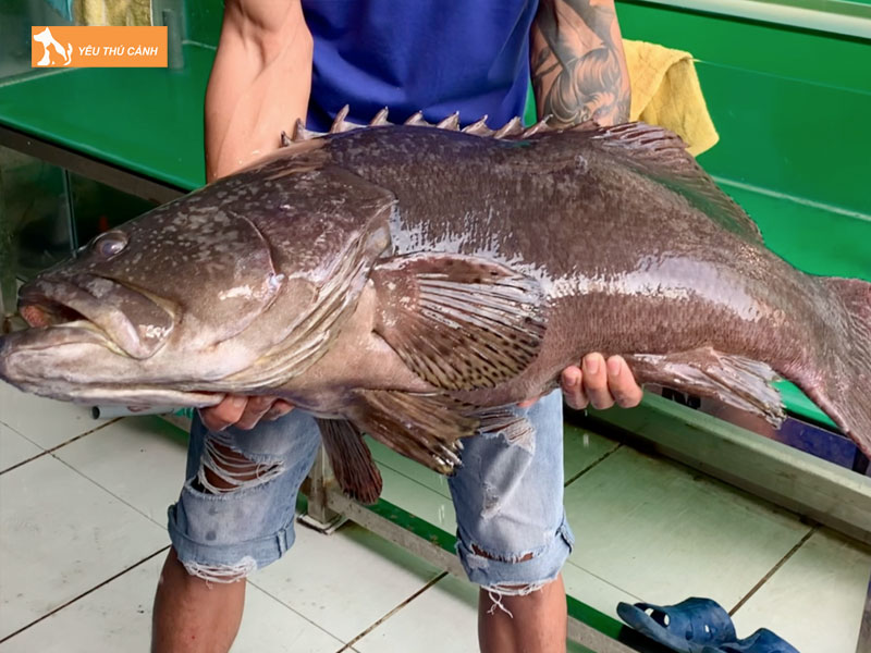 Cach-nuoi-ca-mu-nghe-hieu-qua-1-thucanh