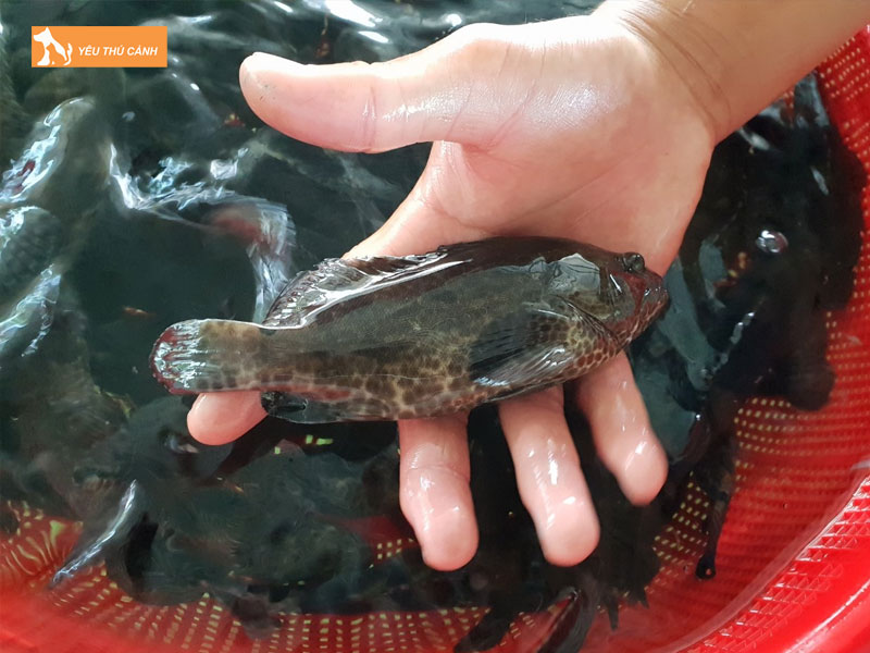 Cach-nuoi-ca-mu-nghe-hieu-qua-thucanh