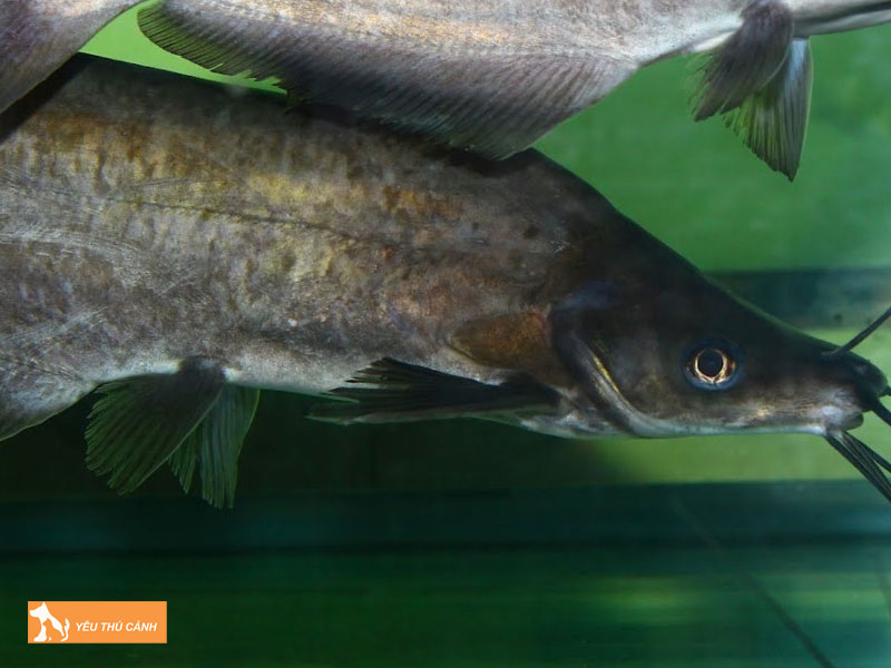 Cach-nuoi-ca-nganh-thuong-pham-2-thucanh