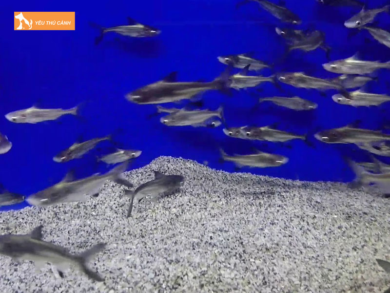 Cach-nuoi-ca-thanh-cat-tu-han-dung-ky-thuat-3-thucanh