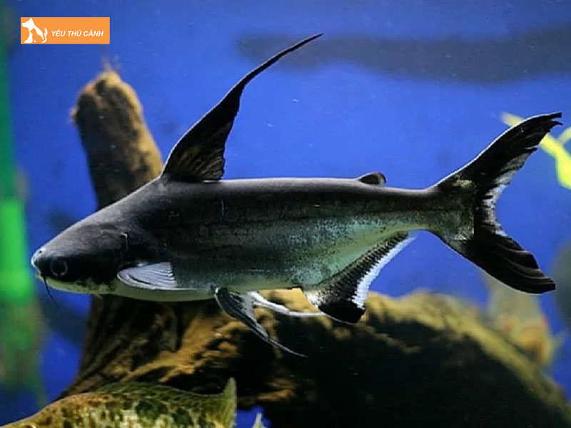 Cach-nuoi-ca-thanh-cat-tu-han-dung-ky-thuat-thucanh