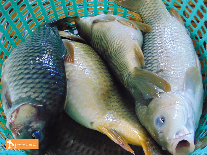 Cach-nuoi-ca-tram-gion-1-thucanh