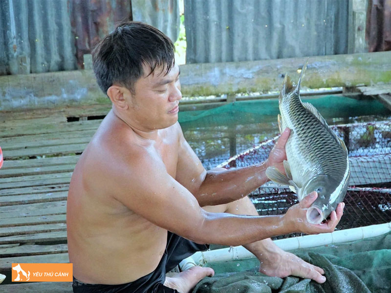 Cach-nuoi-ca-tram-gion-thucanh