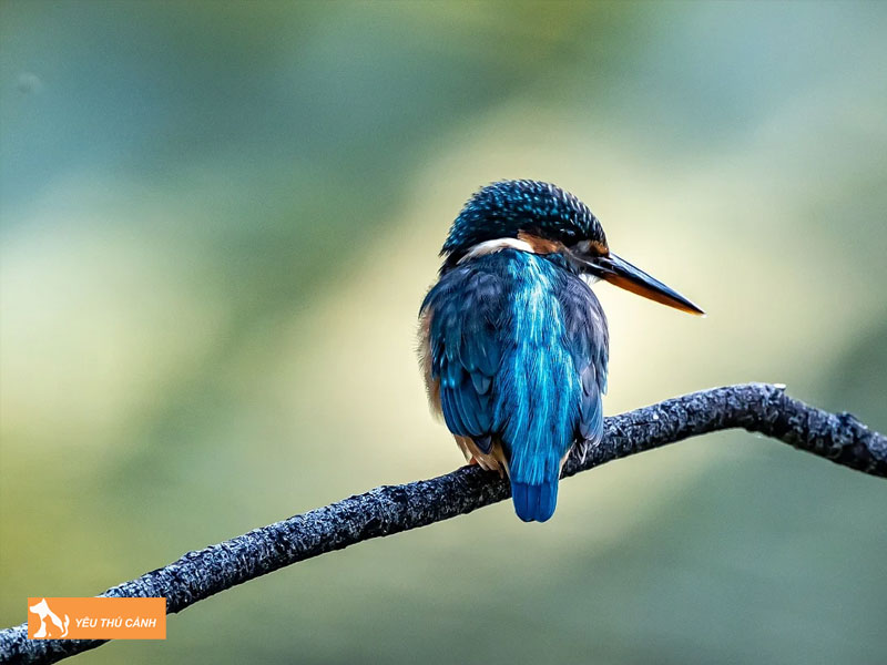 Cach-nuoi-chim-boi-ca-don-gian-1-thucanh