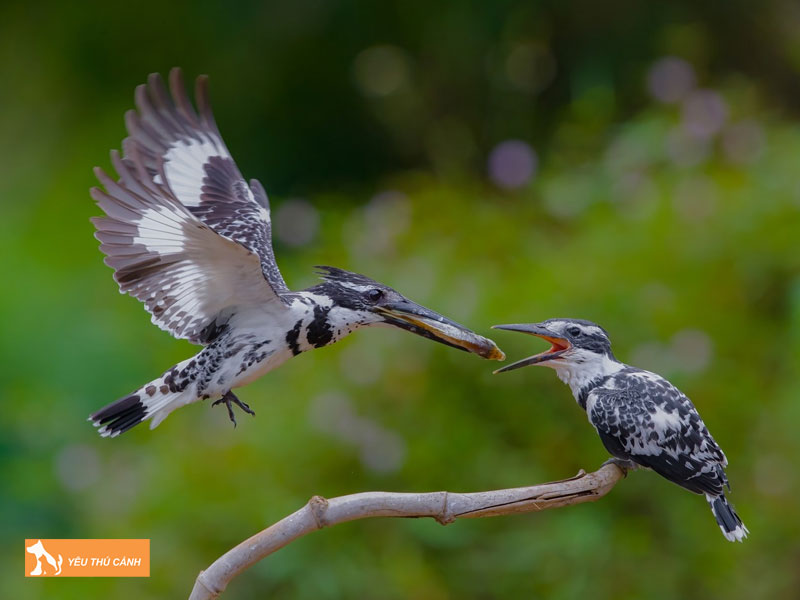 Cach-nuoi-chim-boi-ca-don-gian-thucanh