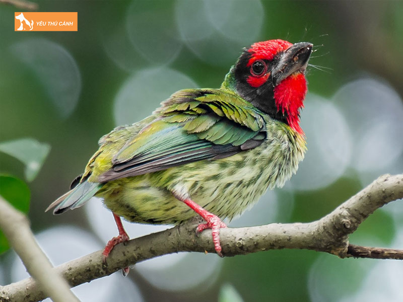 Cach-nuoi-chim-cu-roc-khoe-dep-1-thucanh