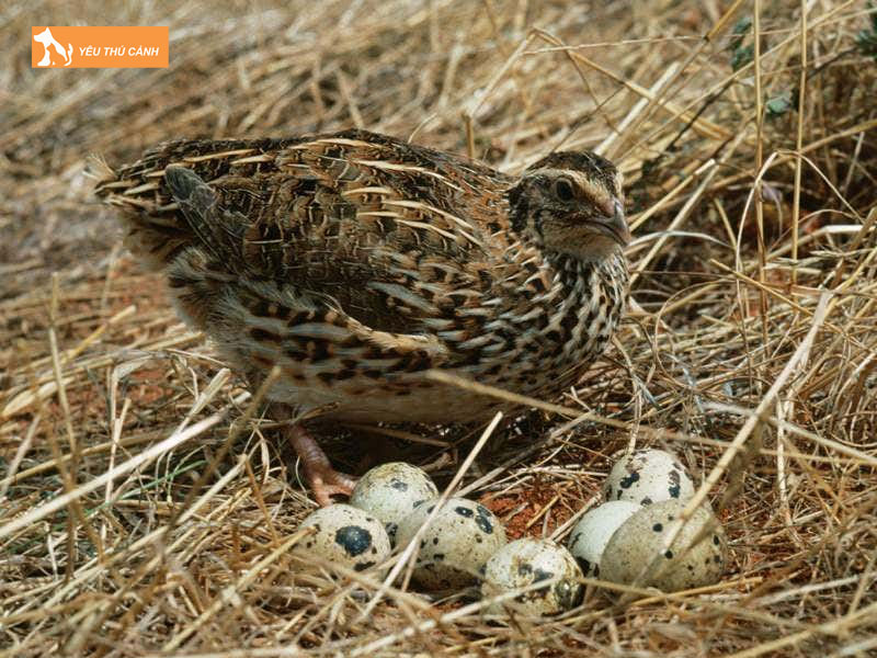 Cach-nuoi-chim-cut-rung-hieu-qua-1-thucanh