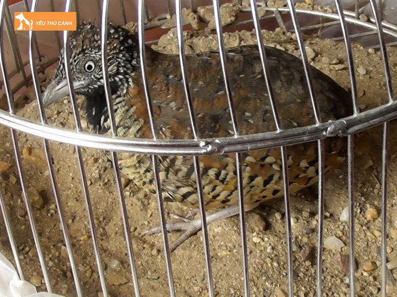 Cach-nuoi-chim-cut-rung-hieu-qua-2-thucanh