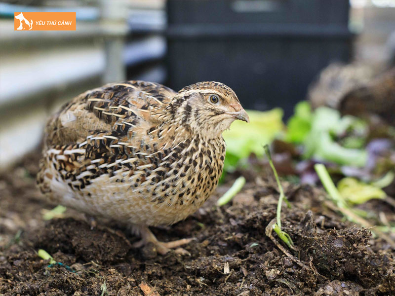 Cach-nuoi-chim-cut-rung-hieu-qua-thucanh