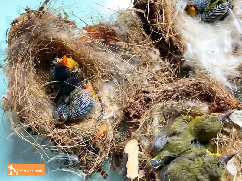 Cach-nuoi-chim-hut-mat-tia-o-1-thucanh