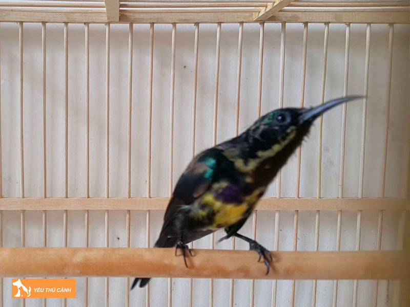 Cach-nuoi-chim-hut-mat-tia-o-2-thucanh