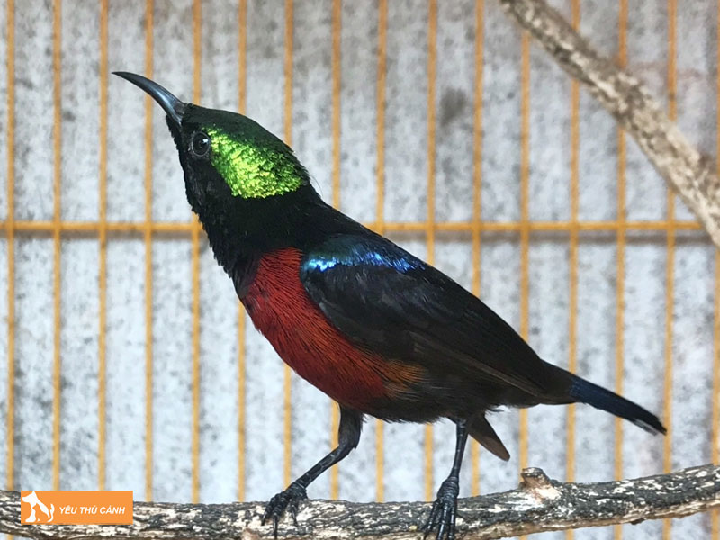 Cach-nuoi-chim-hut-mat-tia-o-thucanh