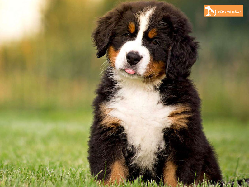 Cach-nuoi-cho-bern-1-thucanh