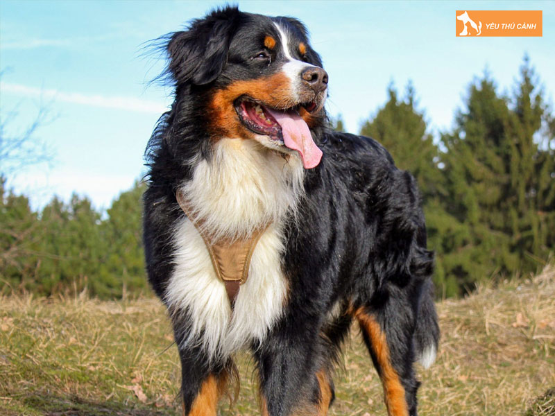 Cach-nuoi-cho-bern-thucanh