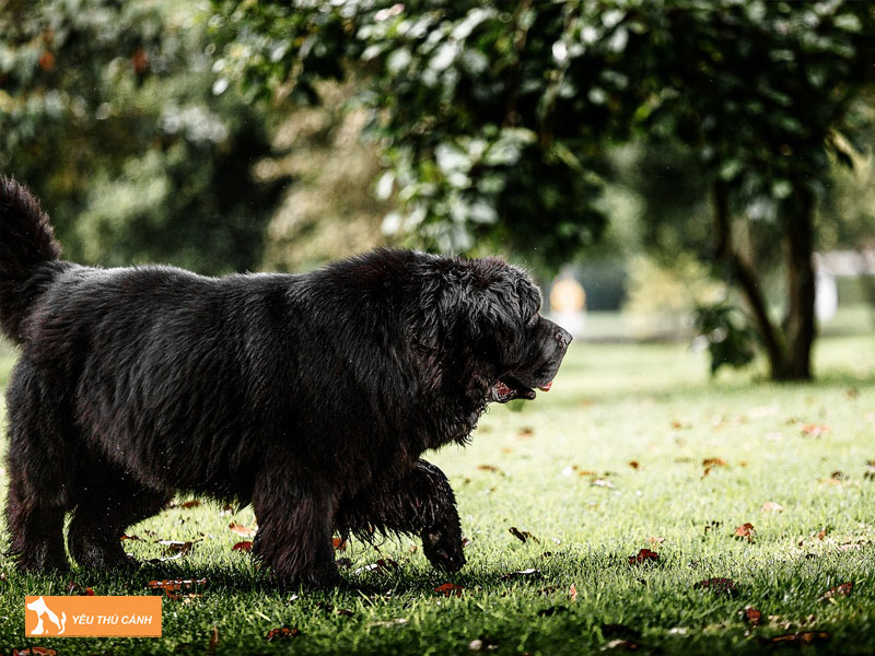 Cach-nuoi-cho-newfoundland-1-thucanh