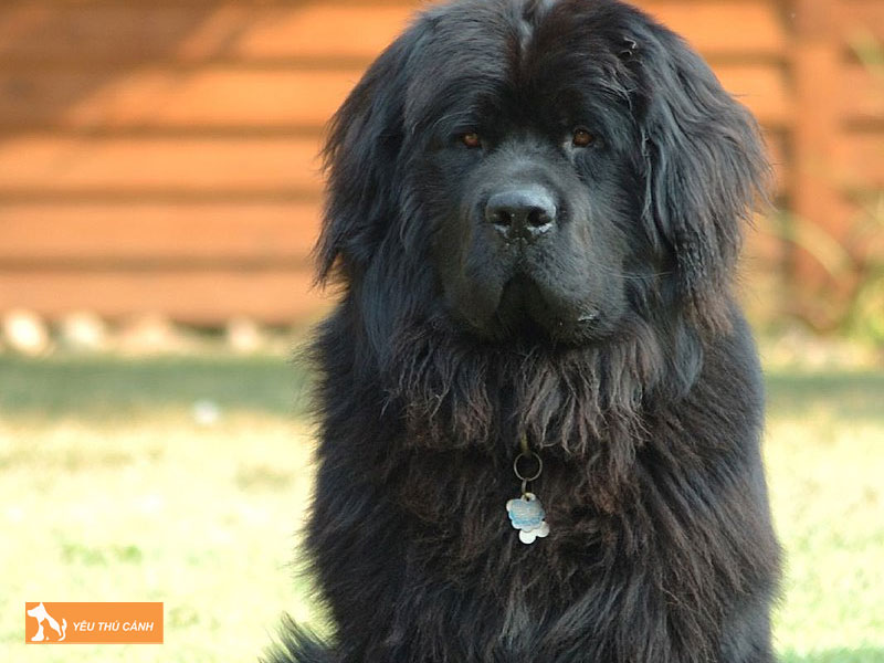 Cach-nuoi-cho-newfoundland-2-thucanh