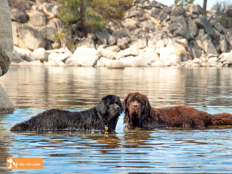 Cach-nuoi-cho-newfoundland-thucanh